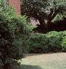 Ilex cornuta 'Burfordii', habit