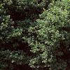 Ilex cornuta 'Burfordii', habit