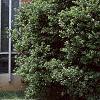 Ilex cornuta 'Burfordii', habit