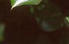 Ilex cornuta 'Burfordii', leaves