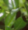 Ilex cornuta 'Burfordii', leaves
