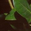 Ilex cornuta 'Burfordii', leaves