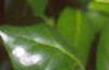 Ilex cornuta 'Burfordii', leaves