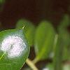 Ilex cornuta 'Burfordii', leaves