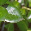 Ilex cornuta 'Burfordii', leaves