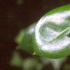 Ilex cornuta 'Burfordii', leaves