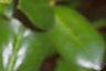 Ilex cornuta 'Burfordii', leaves