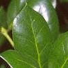 Ilex cornuta 'Burfordii', leaves