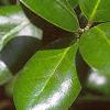 Ilex cornuta 'Burfordii', leaves