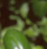 Ilex cornuta 'Burfordii', leaves