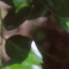 Ilex cornuta 'Burfordii', leaves