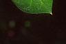 Ilex cornuta 'Burfordii', leaves