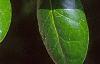 Ilex cornuta 'Burfordii', leaves