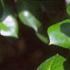 Ilex cornuta 'Burfordii', leaves