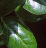 Ilex cornuta 'Burfordii', leaves