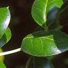 Ilex cornuta 'Burfordii', leaves