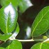Ilex cornuta 'Burfordii', leaves