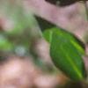 Ilex cornuta 'Burfordii', leaves