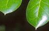 Ilex cornuta 'Burfordii', leaves
