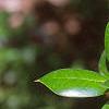 Ilex cornuta 'Burfordii', leaves