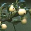 Ilex crenata 'Butterball', fruit