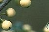 Ilex crenata 'Butterball', fruit