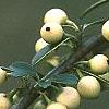 Ilex crenata 'Butterball', fruit