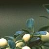 Ilex crenata 'Butterball', fruit