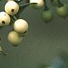 Ilex crenata 'Butterball', fruit