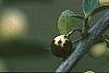 Ilex crenata 'Butterball', fruit