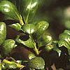 Ilex crenata 'Convexa', leaves