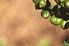 Ilex crenata 'Convexa', leaves