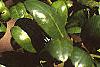 Ilex crenata 'Convexa', leaves