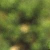 Ilex crenata 'Convexa', leaves