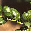 Ilex crenata 'Convexa', leaves