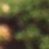 Ilex crenata 'Convexa', leaves