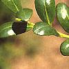 Ilex crenata 'Convexa', leaves