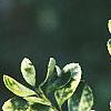 Ilex crenata 'Golden Gem', leaves