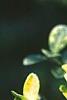 Ilex crenata 'Golden Gem', leaves