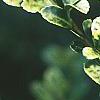 Ilex crenata 'Golden Gem', leaves