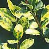 Ilex crenata 'Golden Gem', leaves