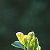 Ilex crenata 'Golden Gem', leaves