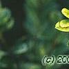 Ilex crenata 'Golden Gem', leaves