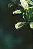 Ilex crenata 'Golden Gem', leaves