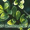 Ilex crenata 'Golden Gem', leaves