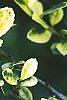 Ilex crenata 'Golden Gem', leaves