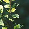 Ilex crenata 'Golden Gem', leaves