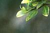 Ilex crenata 'Golden Gem', leaves