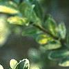 Ilex crenata 'Golden Gem', leaves