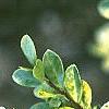Ilex crenata 'Golden Gem', leaves